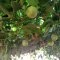 Nuwaha Edson (Patrick) My project of passion fruits