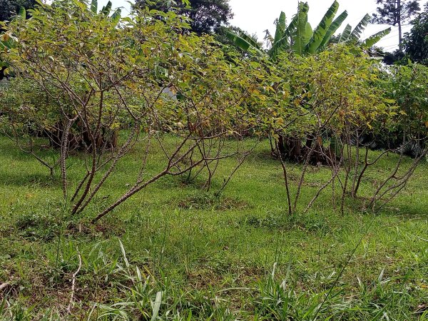 Food Forest Certification Program - Profiles in Self-reliance - Nuwaha Edson (Patrick)