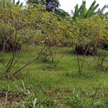 Food Forest Certification Program - Profiles in Self-reliance - Nuwaha Edson (Patrick)