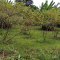 Food Forest Certification Program - Profiles in Self-reliance - Nuwaha Edson (Patrick)