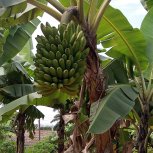 Food Forest Certification Program - Profiles in Self-reliance - Nuwaha Edson (Patrick)