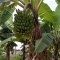 Food Forest Certification Program - Profiles in Self-reliance - Nuwaha Edson (Patrick)