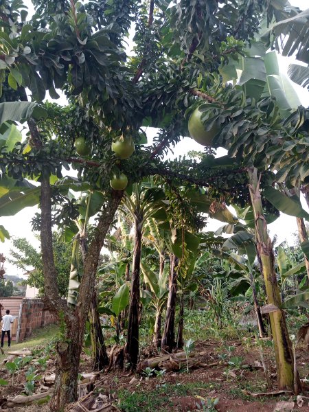 Africa Fruit Trees