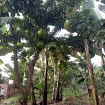 Africa Fruit Trees