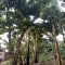 Africa Fruit Trees