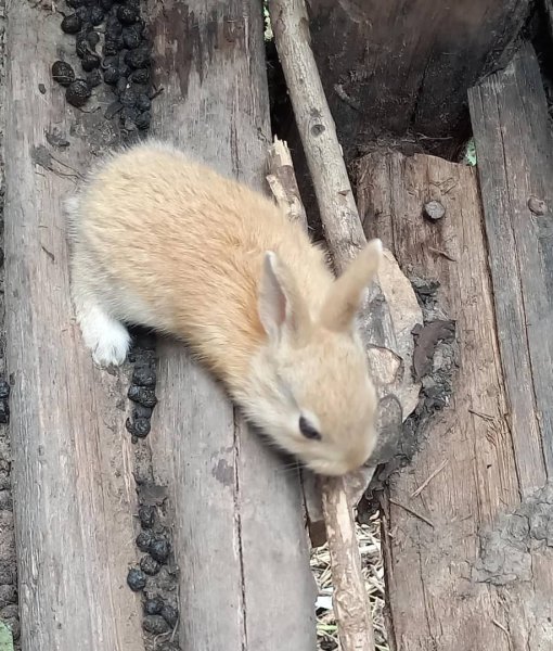 Our rabbit project 