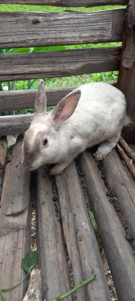 Our rabbit project 