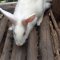 Our rabbit project 