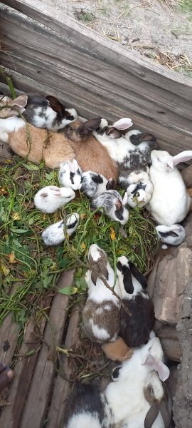 Our rabbit project 