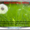 Seeds upon the wind, pollinating and enhancing our lives