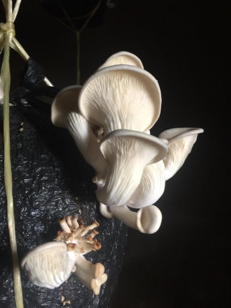 ARI SHROOMS CO (U) LTD Mushrooms