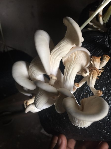 ARI SHROOMS CO (U) LTD Mushrooms