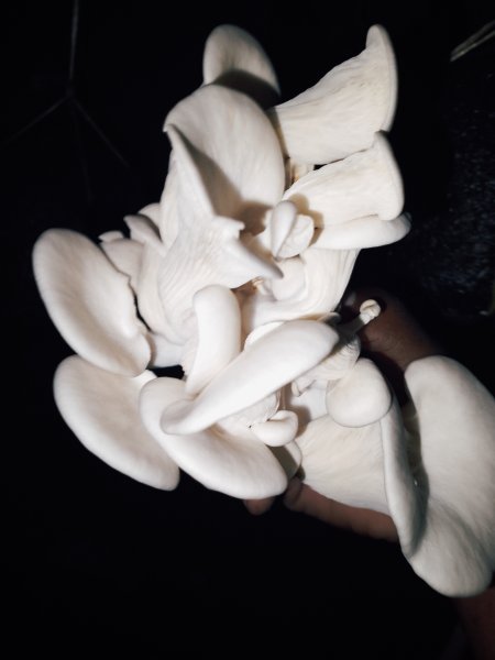 ARI SHROOMS CO (U) LTD Mushrooms