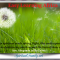 Seeds upon the wind, pollinating and enhancing our lives