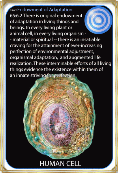  Endowment of Adaptation 