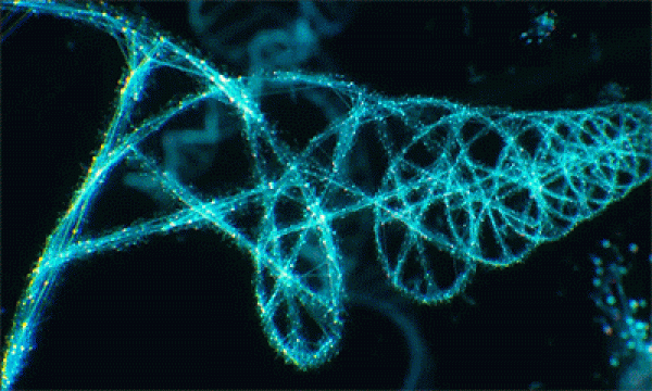 DNA Animation 