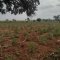 Eucalyptus trees forest.