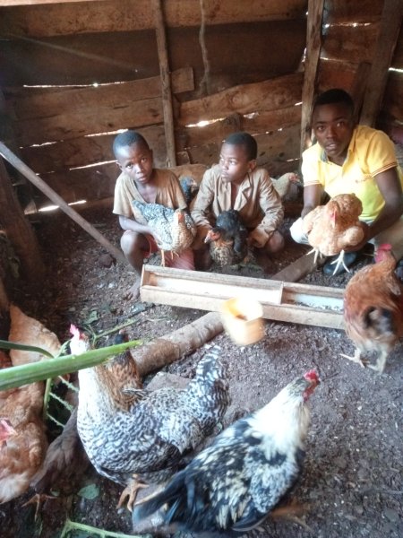 Small Family Poultry Projects