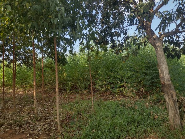 Eucalyptus trees forest.