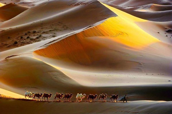 Desert Tribes
