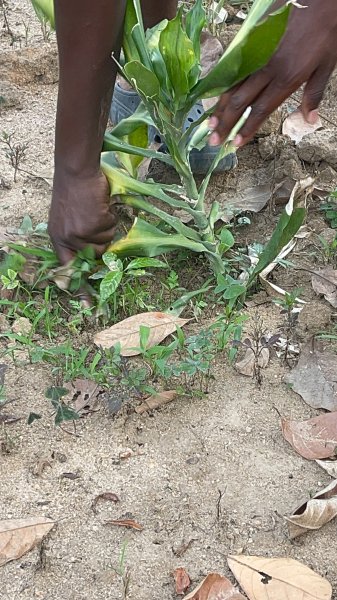 FARM PROJECT | FARMING DAYS