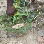 FARM PROJECT | FARMING DAYS