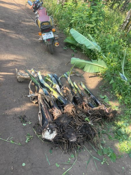 2025-FARM PROJECT | FARMING DAYS