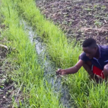 FARM PROJECT | FARMING DAYS