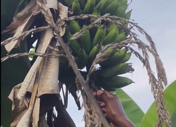 FARM PROJECT | FARMING DAYS