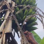 FARM PROJECT | FARMING DAYS