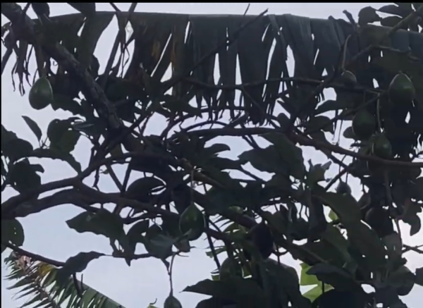 FARM PROJECT | FARMING DAYS