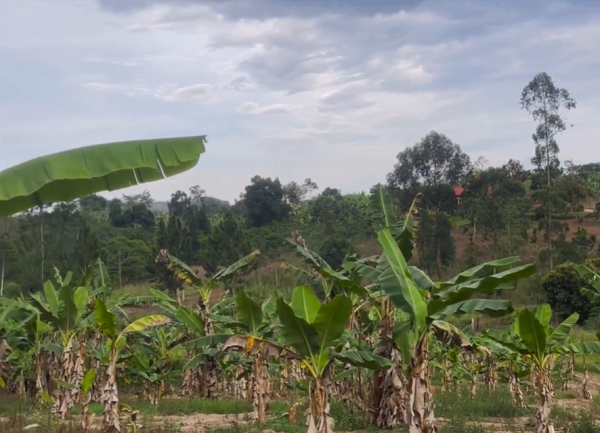 FARM PROJECT | FARMING DAYS