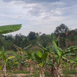 FARM PROJECT | FARMING DAYS