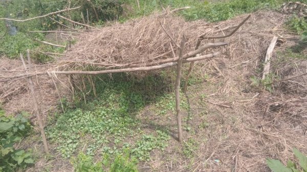 Daniel Mwebembezi | Kamwenge Food Forest | Tiny Engines of Abundance