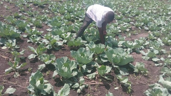 Daniel Mwebembezi | Kamwenge Food Forest | Tiny Engines of Abundance