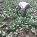 Daniel Mwebembezi | Kamwenge Food Forest | Tiny Engines of Abundance