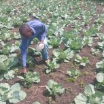 Food Forest - Tiny Engines of Abundance.