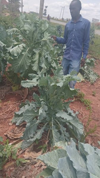 Daniel Mwebembezi | Kamwenge Food Forest | Tiny Engines of Abundance