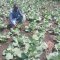 Daniel Mwebembezi | Kamwenge Food Forest | Tiny Engines of Abundance