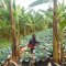 Daniel Mwebembezi | Kamwenge Food Forest | Tiny Engines of Abundance