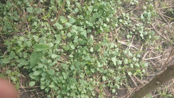 Daniel Mwebembezi | Kamwenge Food Forest | Tiny Engines of Abundance