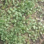 Daniel Mwebembezi | Kamwenge Food Forest | Tiny Engines of Abundance