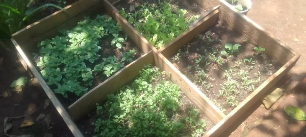 Daniel Mwebembezi | Kamwenge Food Forest | Tiny Engines of Abundance