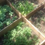 Daniel Mwebembezi | Kamwenge Food Forest | Tiny Engines of Abundance