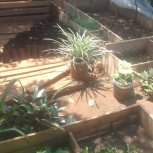 Daniel Mwebembezi | Kamwenge Food Forest | Tiny Engines of Abundance