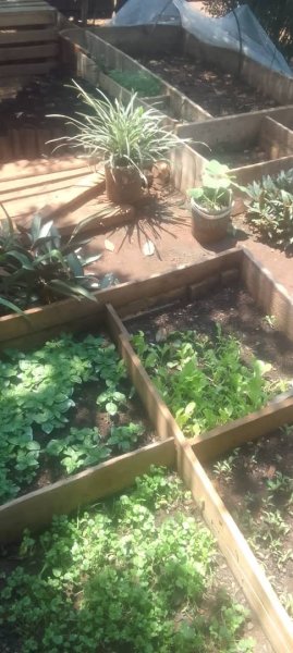 Daniel Mwebembezi | Kamwenge Food Forest | Tiny Engines of Abundance