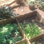 Daniel Mwebembezi | Kamwenge Food Forest | Tiny Engines of Abundance