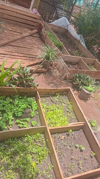 Daniel Mwebembezi | Kamwenge Food Forest | Tiny Engines of Abundance