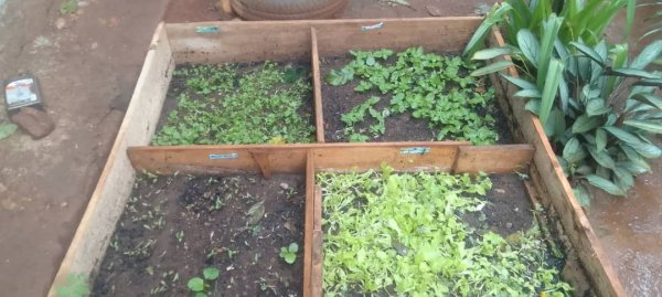 Daniel Mwebembezi | Kamwenge Food Forest | Tiny Engines of Abundance