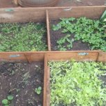 Daniel Mwebembezi | Kamwenge Food Forest | Tiny Engines of Abundance